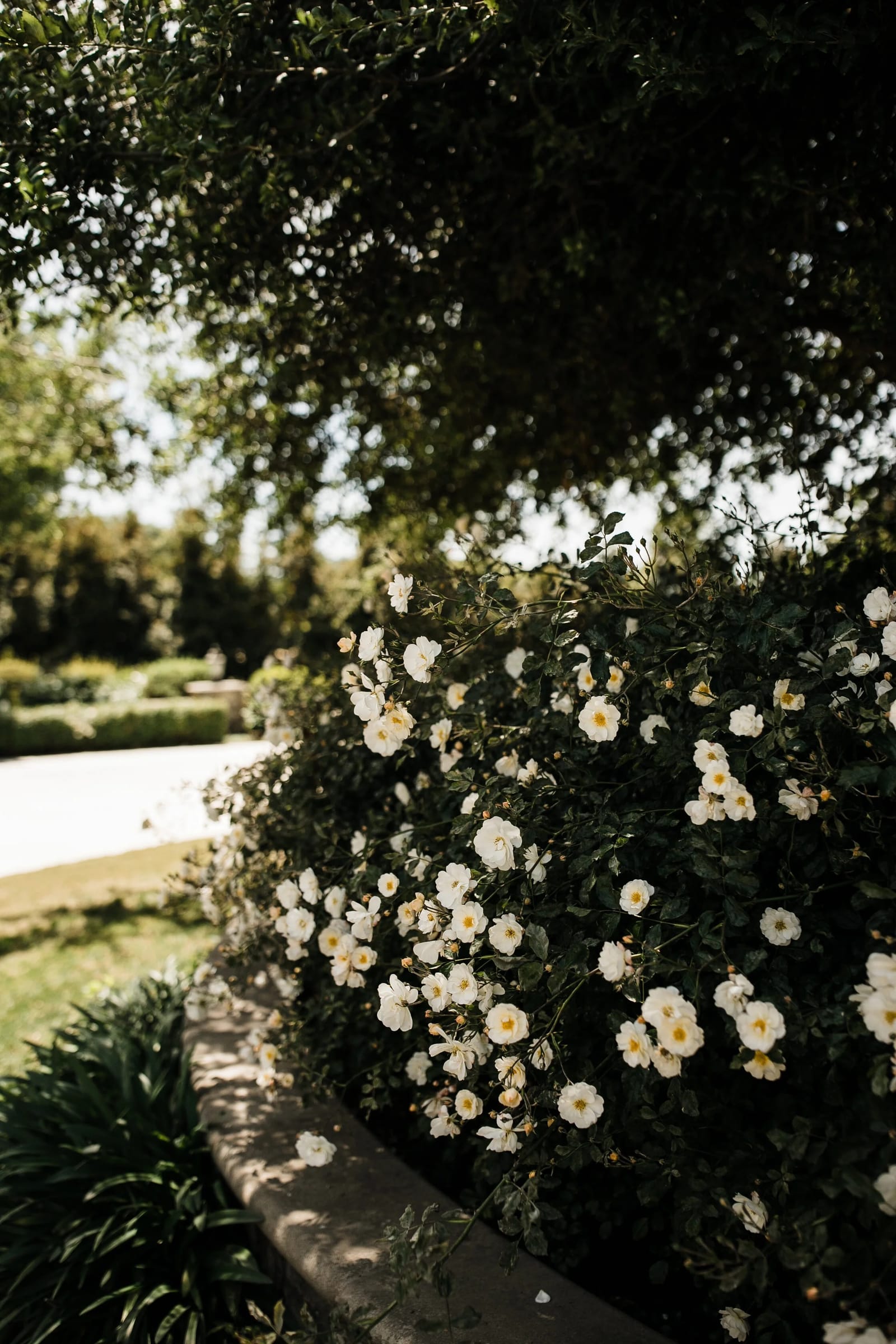 The Garden