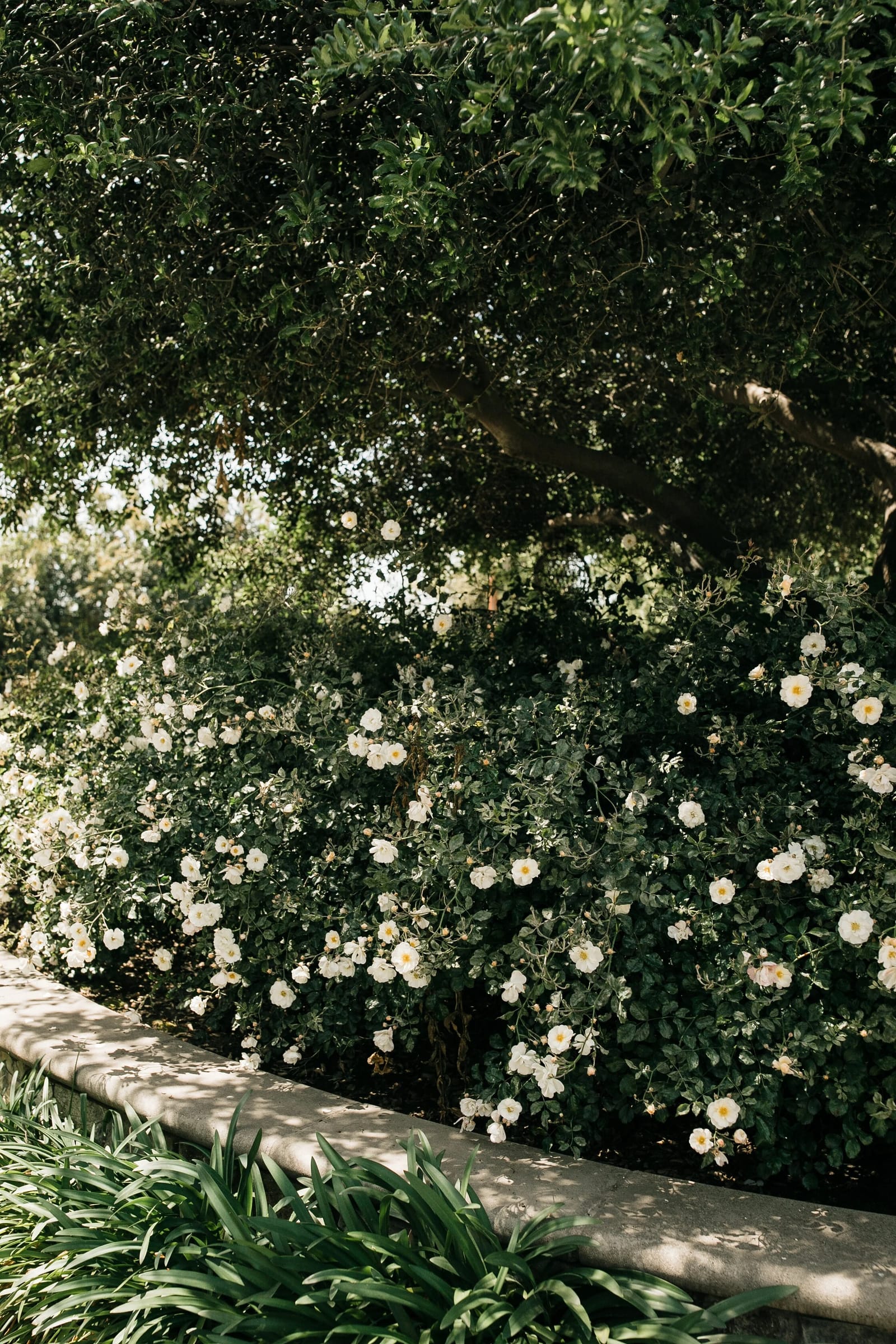 The Garden